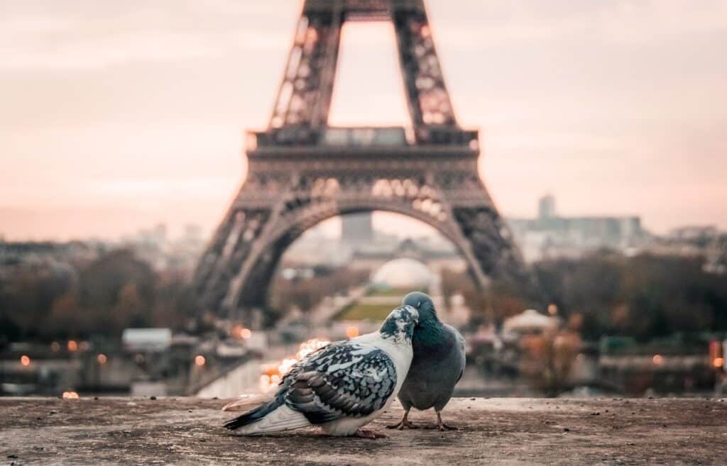 oiseaux unissant leurs becs devant la tour eiffel